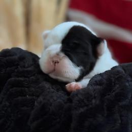 Pied male - White and black male French Bulldog puppy in Jefferson City, Missouri from Central Frenchie Haven