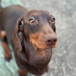 Coco - Dachshund