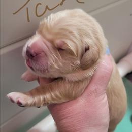 Tan collar - Golden male Golden Retriever puppy in Brush Prairie, Washington from Paradise Peaks