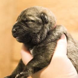Rachel (Pink Collar) - Sable female German Shepherd puppy in Mason, Michigan from Sweet Breeze Acres
