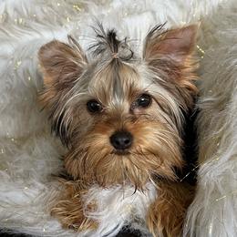 Girl 1 - Blue and gold female Yorkshire Terrier puppy in Darrington, Washington from Seven Cedars Yorkies