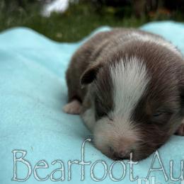 Girl 3 - Red tri-color female Australian Shepherd puppy in Lowell, Indiana from Bearfoot Aussies and Tollers