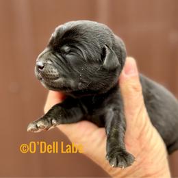 Star - Black male Labrador Retriever puppy in Sullivan, Missouri from O’Dell Labs