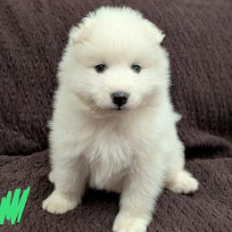 AKC Boy 'Mochi' - White male Samoyed puppy in Tombstone, Arizona from High Lonesome