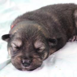 Azure - Red - Agouti and white male Alaskan Malamute puppy in Independence, Virginia from New River Valley Malamutes