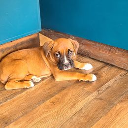 Girl 1 - Boxer puppy in South Carolina from Aaron's Boxers