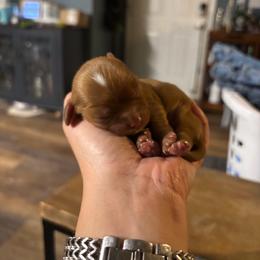 Rudolph - Ruby male Cavalier King Charles Spaniel puppy in Destin, Florida from Ruby’s Coastal Cavaliers