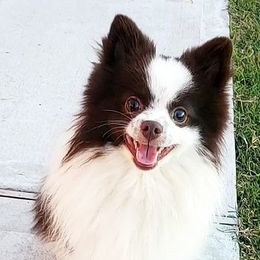 Pomeranians from Jewel Tones Pomeranians