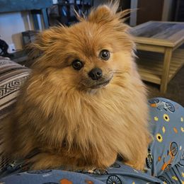 Neela - Pomeranian