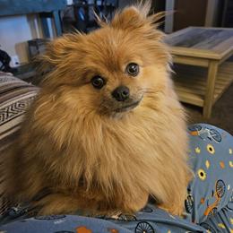 Neela - Pomeranian