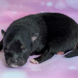 Bowie - Black and tan male Pomeranian puppy in Fultonville, New York from Sandy Aussies & Pomeranians
