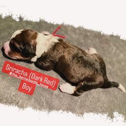 Bernedoodle Puppies from The Bernedoodle House