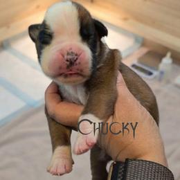 Fawn boy 1 - Fawn male Boxer puppy in Red Boiling Springs, Tennessee from Silver Rain