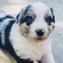 Ollie - Blue merle male Australian Shepherd puppy in Nezperce, Idaho from Willow Creek Farm