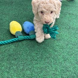 Puppy pick 3 girl - Cream female Goldendoodle puppy in Natural Bridge, Virginia from Padgetts Hill Puppies