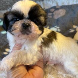 AKC - Nacho Champion Bloodline - Tricolor male Shih Tzu puppy in Long Beach, California from Prieto Shih-Tzu's