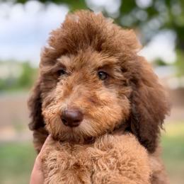 Fred - Phantom male Goldendoodle puppy in Twin Falls, Idaho from Burrow & Bone