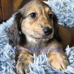 SEVEN 3600 - Cream male Dachshund puppy in Gatesville, Texas from CJ's Dach Dynasty