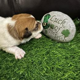 Girl 1 - Brown and white female Jack Russell Terrier puppy in Greeneville, Tennessee from Wampler Jacks