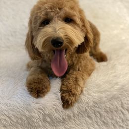 Kinley - Goldendoodle
