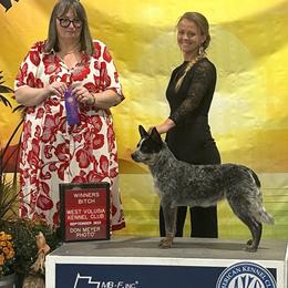 Maggie - Australian Cattle Dog