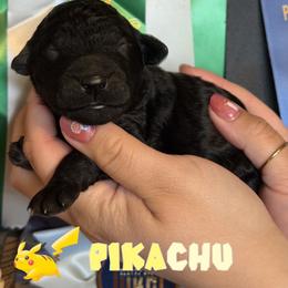 Pikachu - Black male Poodle puppy in Ephrata, Washington from NCR Ranch