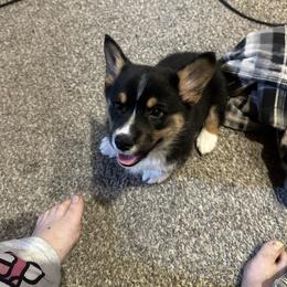 Pembroke Welsh Corgi Puppies from Northwynd Corgis
