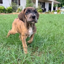 Cantaloupe - Merle female Great Dane puppy in Jerusalem, Arkansas from Mara Danes
