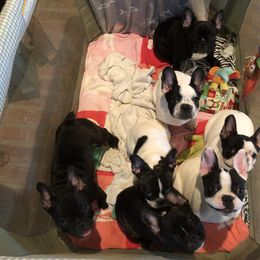 French Bulldog Puppies from ETL FUNTASTIC FRENCHIES