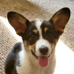 Pembroke Welsh Corgis from Pembroken Arrow Welsh Corgis