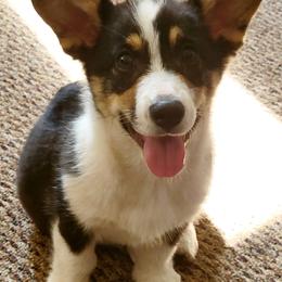 Pembroke Welsh Corgis from Pembroken Arrow Welsh Corgis