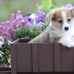 Basset Hound and Pembroke Welsh Corgi Puppies from Northstar Corgis and Basset Hounds