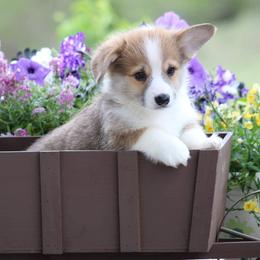 Basset Hound and Pembroke Welsh Corgi Puppies from Northstar Corgis and Basset Hounds