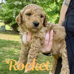 Rocket - Red  male Goldendoodle puppy in Gastonia, North Carolina from Crowders Creek Doodles