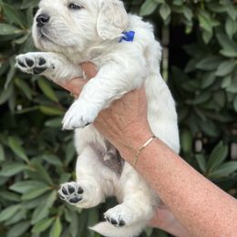 Golden Retriever Puppies from Sanctuary Ranch Goldens