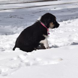 Australian Shepherd Puppies from Glacier Aussies