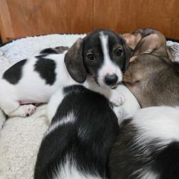 Short Brindle Pie - Brindle male Dachshund puppy in Great Falls, Montana from Green Dragon Kennel