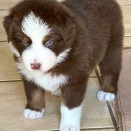 Red Tri Male 1 - Red tri-color male Australian Shepherd puppy in Rolla, Missouri from Lazy J Aussies