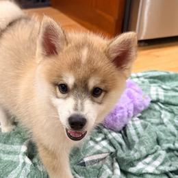 Valor - Wolf sable male Pomsky puppy in Doon, Iowa from Luxury Pomsky