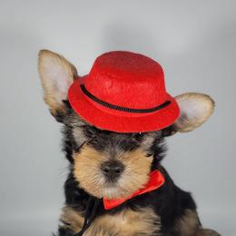 Red collar boy - Black and tan male Yorkshire Terrier puppy in Jacksonville, Florida from Yorkieology
