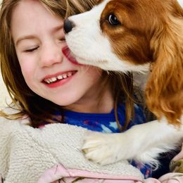 Cavalier King Charles Spaniel Puppies from DD’s Adorable Cavaliers