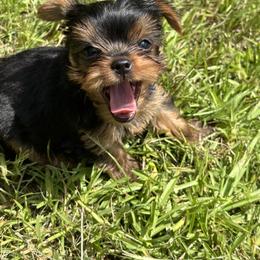 SHAGGY - Black and gold male Yorkshire Terrier puppy in Hammond, Louisiana from Holy Terriers Yorkies