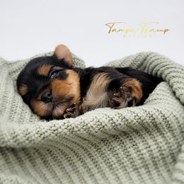 Maltese and Yorkshire Terrier Puppies from Tampa Teacup Puppies