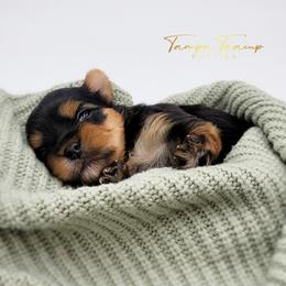 Maltese and Yorkshire Terrier Puppies from Tampa Teacup Puppies