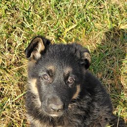 German Shepherd Puppies from Cornil Dariy