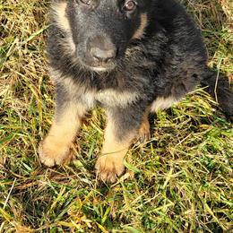 German Shepherd Puppies from Cornil Dariy