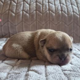 Sally - Fawn and white female French Bulldog puppy in Salina, Kansas from Peace Love frenchies