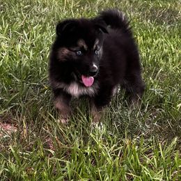 Siberian Husky Puppies from Hargaden Huskies