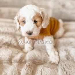Goldendoodle Puppies from Bourbon and Lace Doodles