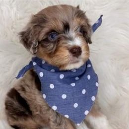 Bordoodles, Labradoodles, and Poodles from Sugar Camp Canine - Maxwell